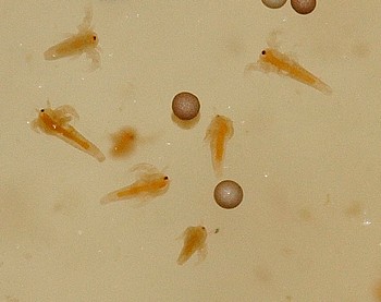 Artemia Artemia