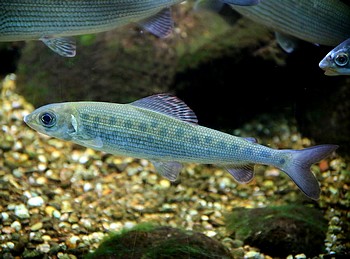 Thymallus thymallus, �sche