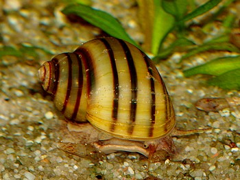 Asolene spixi, Zebra-Apfelschnecke, S��wasserschnecke
