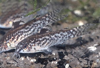 Aspidoras pauciraditus 