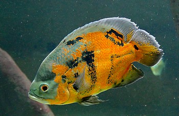 Astronotus ocellatus Pfauenaugenbuntbarsch 