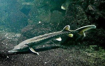 Atlantischer St�r 03