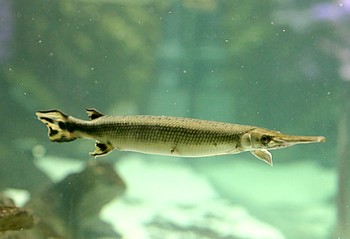 Atractosteus tropicus Atractosteus tropicus