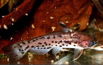Auchempterichthys punctatus