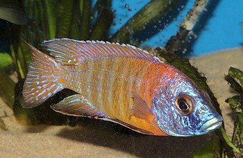 Aulonocara rubescens