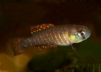 Austrolebias affines durazno 