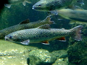 Salvelinus fontinalis, Bachsaibling