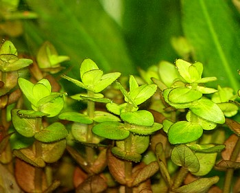 Bacopa caroliniana, Gro�es Fettblatt