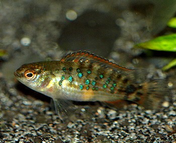 Badis ruber 