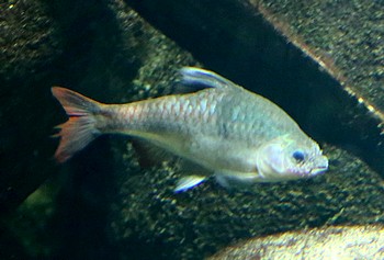 Barbodes lateristriga Schwarzbandbarbe 