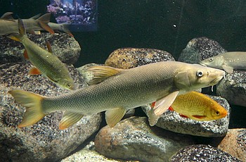 Barbus barbus Flussbarbe 