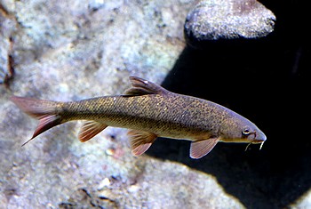 Barbus plebejus S�dbarbe