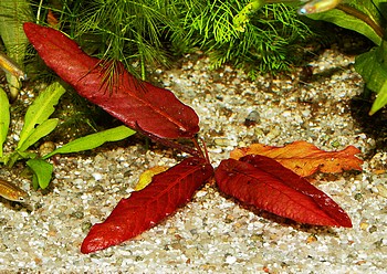 Barclaya longifolia, Langbl�ttrige Barclaya