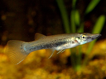 Belonesox belizanus, Hechtk�rpfling