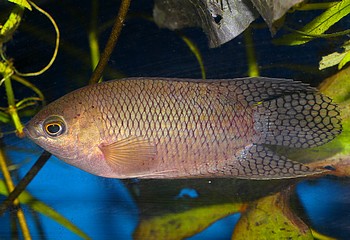 Belontia hasselti, Wabenschwanz-Makropode