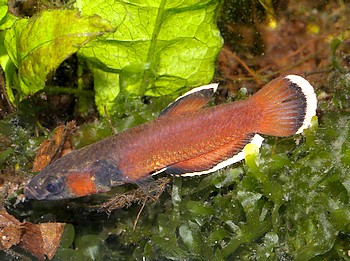 Betta albimarginata Wei�saum-Kampffisch 