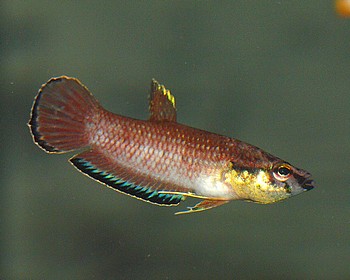 Betta edithae 