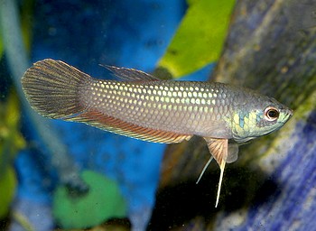 Betta kuehnei, Blaukehlchen-Kampffisch