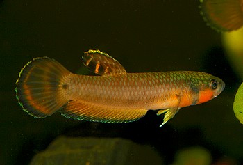 Betta macrostoma 