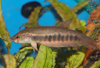 Betta patoti