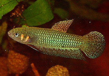 Betta spec palangkaraya 016