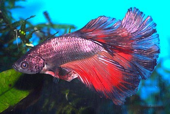 Betta splendens 01 (3)