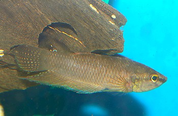 Betta stigmosa 