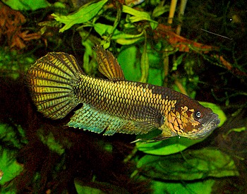 Betta unimaculata
