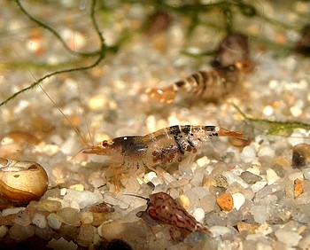 Caridina cf. cantonensis, Bienengarnele, S��wassergarnele