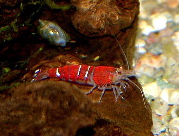 Caridina cf. cantonensis, Bienengarnele, S��wassergarnele