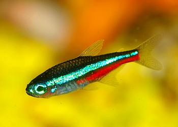 Paracheiron simulans, Blauer Neon