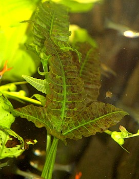 Bolbitis heteroclita, Geschw�nzter Wasserfarn