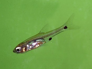 Boraras micros Rubin-Zwergk�rpfling 