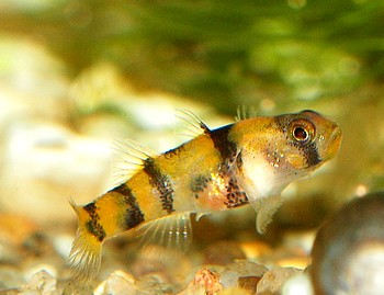 Brachygobius aggregatus