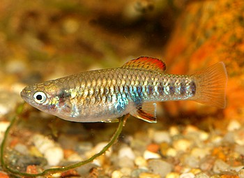Brachyraphis roseni, Rosenk�rpfling