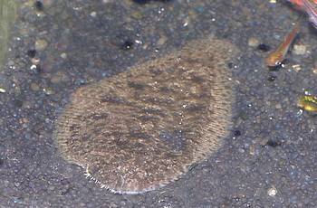 Branchirus villosus Branchirus villosus