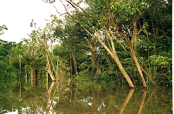 Brasilien Schwarzwasser