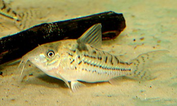 Brochis incolicana Icana-Panzerwels 