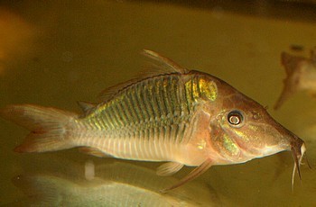 Brochis multiradiatus