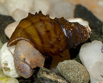 Brotia armata, Burma-Stachelschnecke, S��wasserschnecke