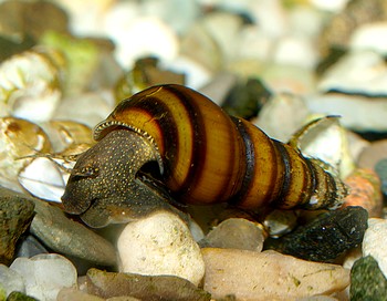 Brotia dautzenbergiana, Gestreifte Turmdeckelschnecke