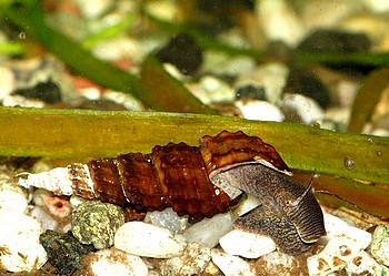 Brotia henriettae, Genoppte Turmdeckelschnecke