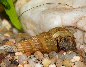 Brotia herculea, Herkules-Turmdeckelschnecke, S��wasserschnecke