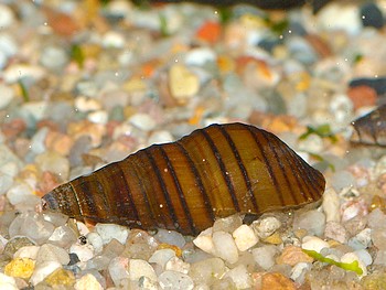 Brotia manningi, B�nder-Turmdeckelschnecke, S��wasserschnecke