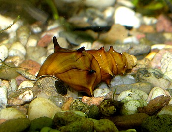 Brotia pagodula, Pagogen-Turmdeckelschnecke, S��wasserschnecke