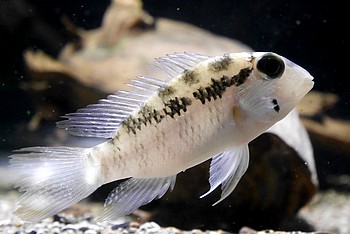 Bujurquina spec RIO PURUS 