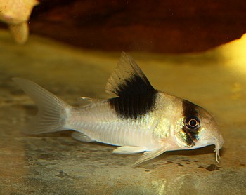 CW051 Corydoras spec Panda-R�ckenfleckenpanzerwels 