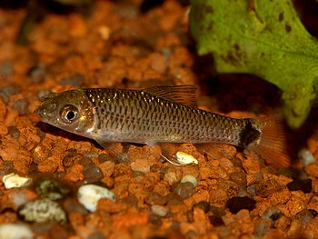 Crossocheilus reticulatus Netz-Pinselalgenfresser 01