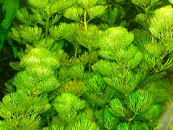 Cabomba caroliniana, Carolina-Haarnixe