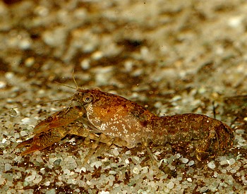 Cambarellus spec., �Alabama�